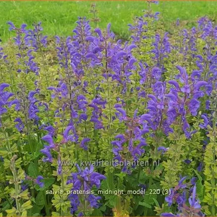 Salvia pratensis 'Midnight Model'