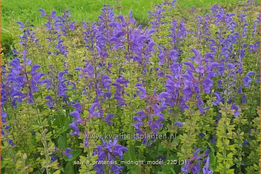 Salvia pratensis 'Midnight Model'