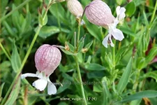 Silene vulgaris