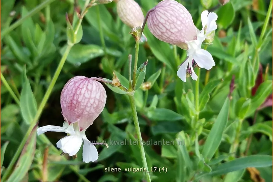 Silene vulgaris