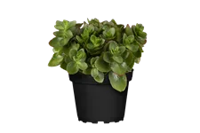Sedum ewersii