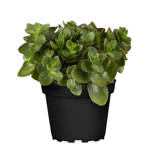 Sedum ewersii
