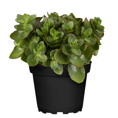 Sedum ewersii