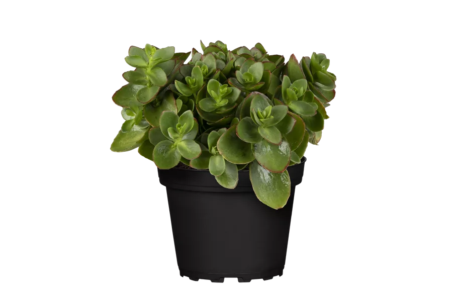Sedum ewersii