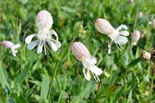 Silene vulgaris
