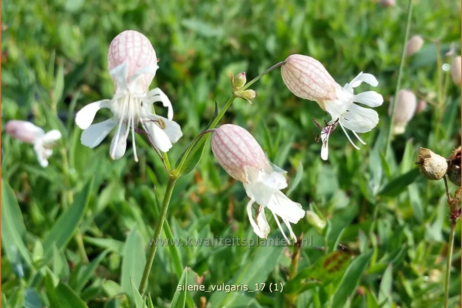 Silene vulgaris