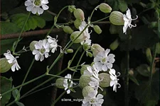 Silene vulgaris