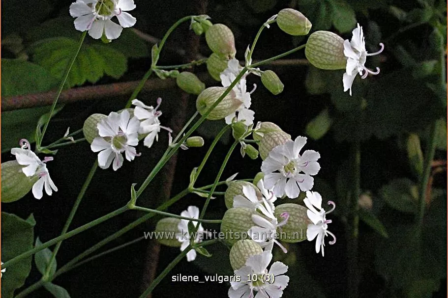 Silene vulgaris