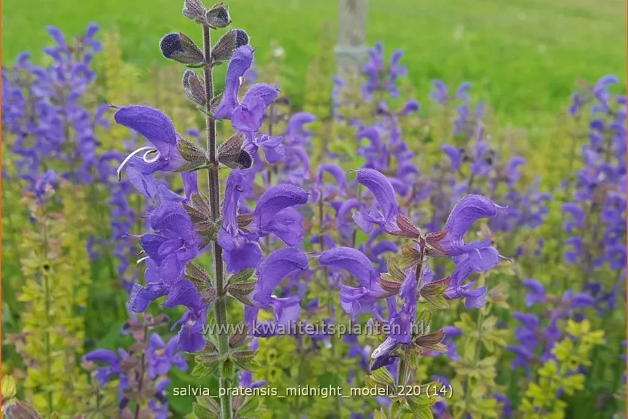 Salvia pratensis 'Midnight Model'