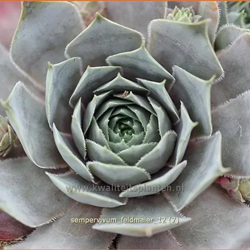 Sempervivum tectorum 'Feldmaier'