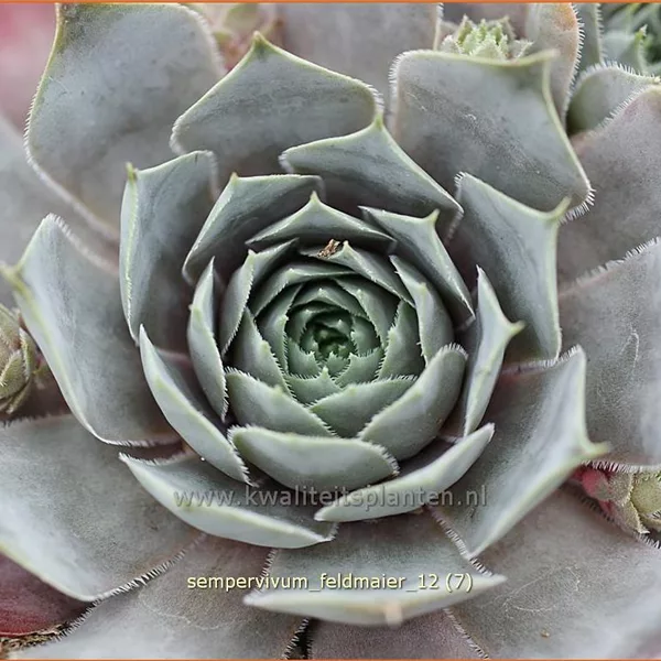 Sempervivum tectorum 'Feldmaier'
