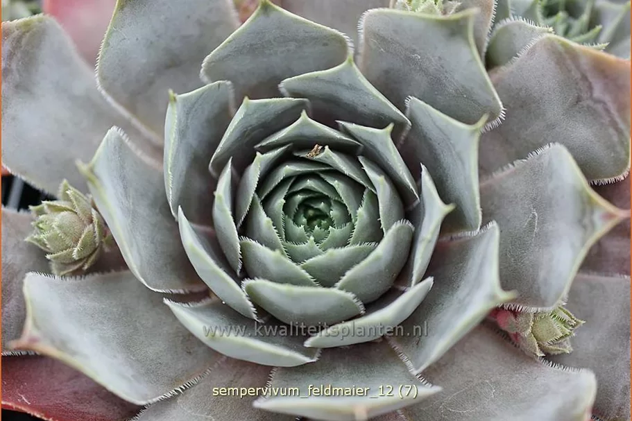 Sempervivum tectorum 'Feldmaier'