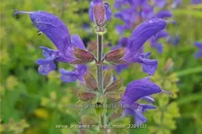 Salvia pratensis 'Midnight Model'