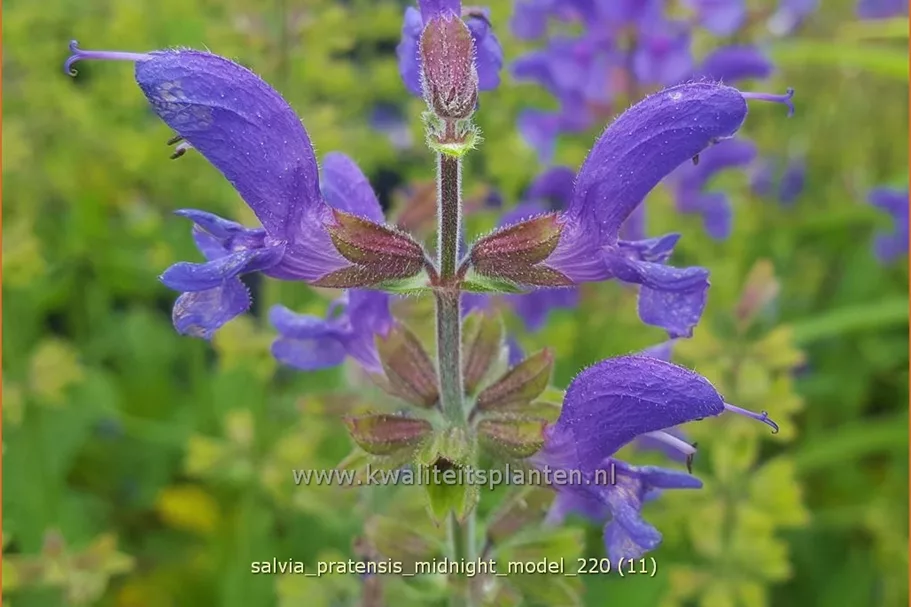 Salvia pratensis 'Midnight Model'