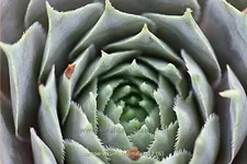 Sempervivum tectorum 'Feldmaier'