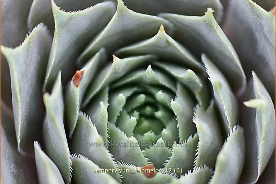 Sempervivum tectorum 'Feldmaier'