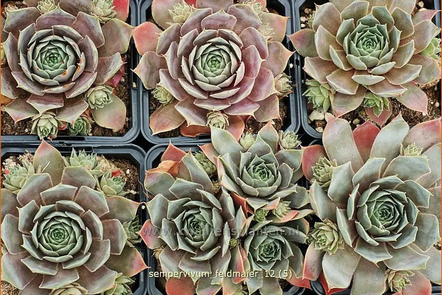 Sempervivum tectorum 'Feldmaier'