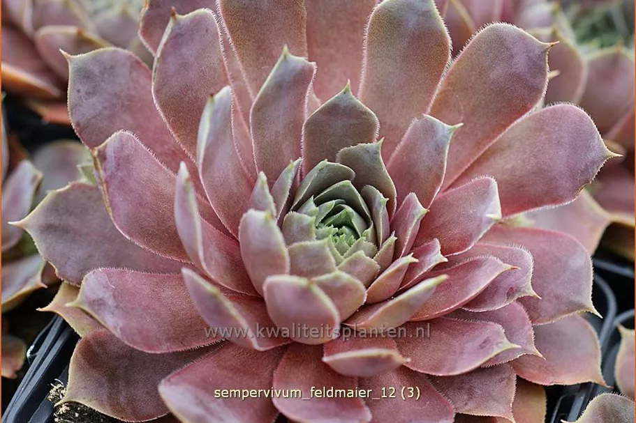 Sempervivum tectorum 'Feldmaier'
