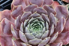 Sempervivum tectorum 'Feldmaier'