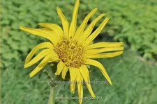 Silphium laciniatum