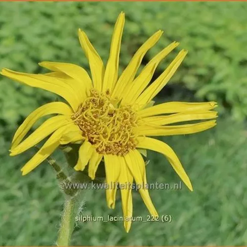 Silphium laciniatum