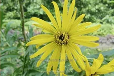 Silphium laciniatum