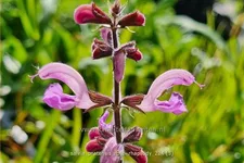 Salvia pratensis 'Rose Rhapsody'