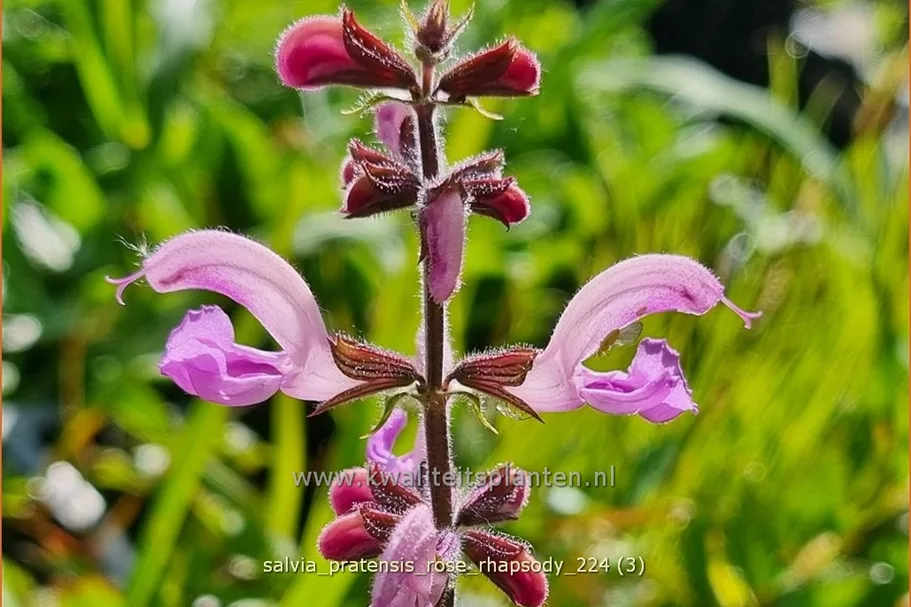 Salvia pratensis 'Rose Rhapsody'
