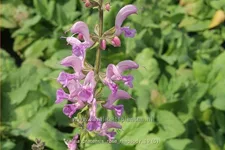 Salvia pratensis 'Rose Rhapsody'