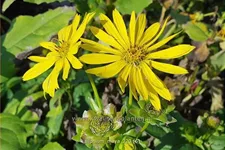 Silphium 'Maya'