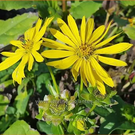Silphium 'Maya'