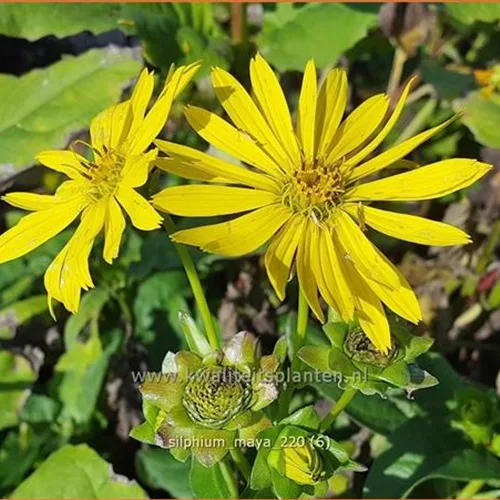 Silphium 'Maya'