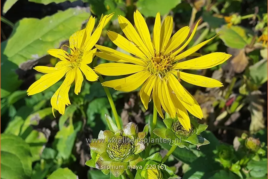 Silphium 'Maya'