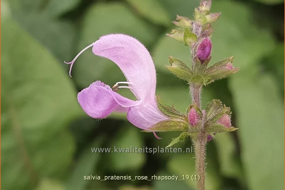 Salvia pratensis 'Rose Rhapsody'
