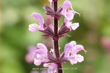 Salvia pratensis 'Rose Rhapsody'