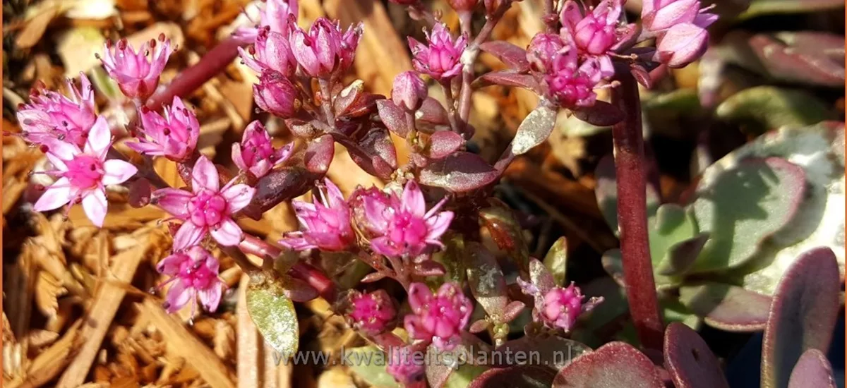 Sedum SunSparkler® 'Firecracker'