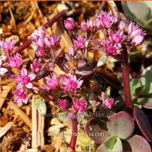 Sedum SunSparkler® 'Firecracker'