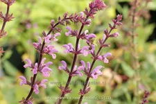 Salvia pratensis 'Rose Rhapsody'
