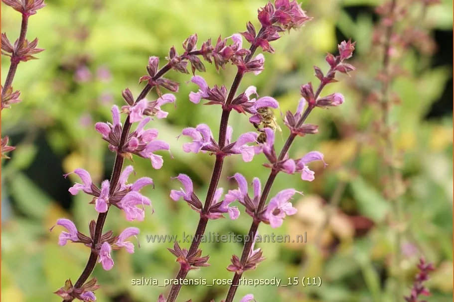 Salvia pratensis 'Rose Rhapsody'