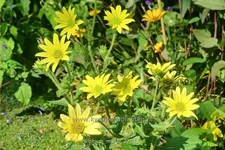 Silphium mohrii