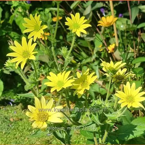 Silphium mohrii