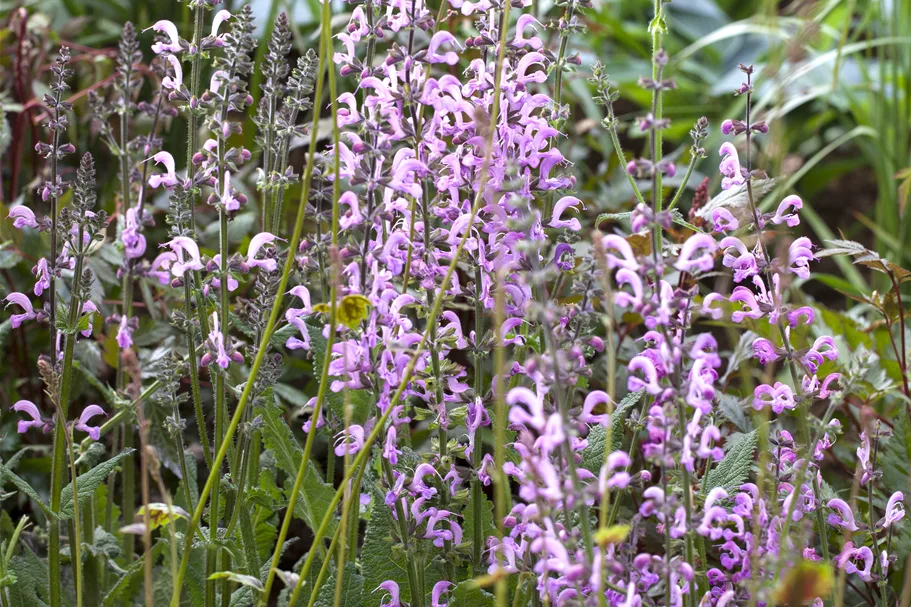 Salvia pratensis 'Rose Rhapsody'