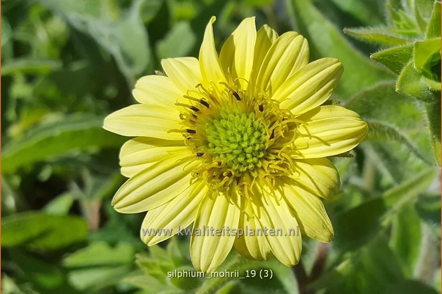 Silphium mohrii