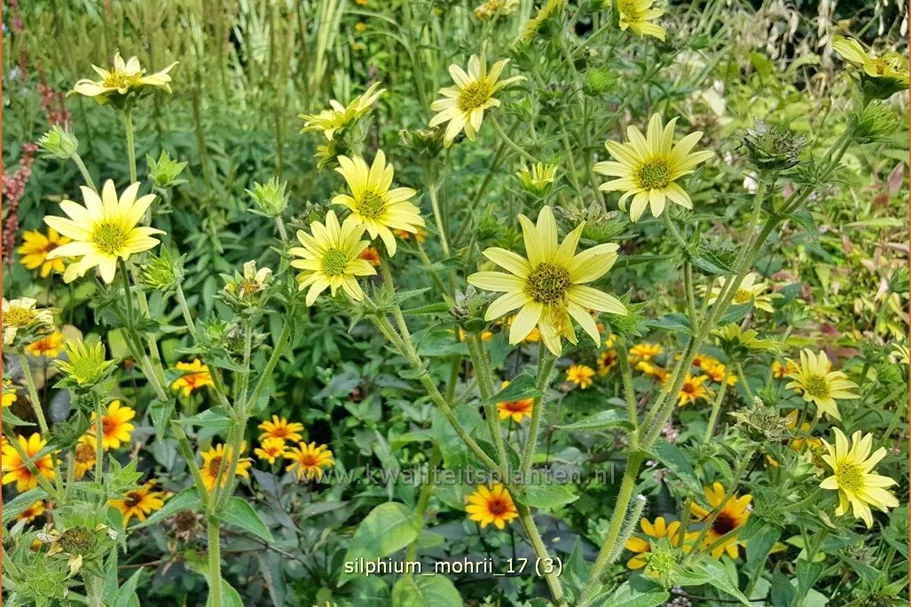Silphium mohrii