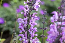 Salvia pratensis 'Rose Rhapsody'