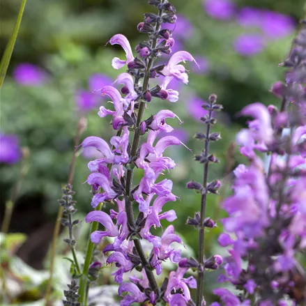 Salvia pratensis 'Rose Rhapsody'