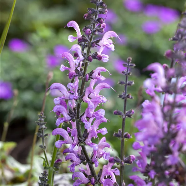 Salvia pratensis 'Rose Rhapsody'
