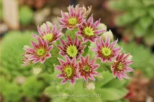 Sempervivum 'Godaert'