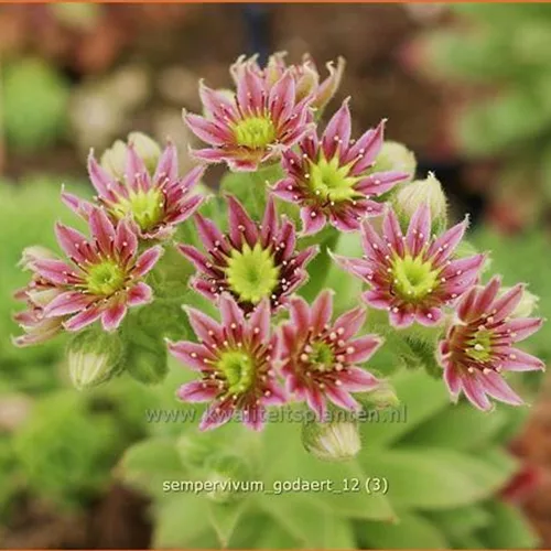 Sempervivum 'Godaert'