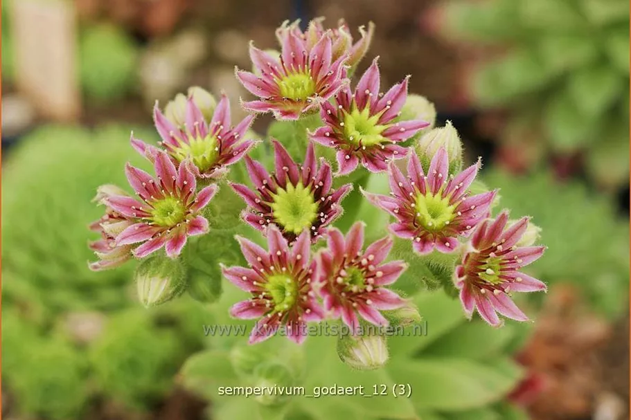 Sempervivum 'Godaert'